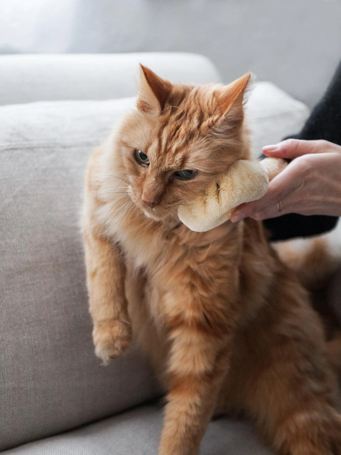 Kitayama Cat Brush 4 Kitayama Cat Brush - Image 2